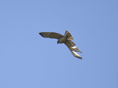 broad-winged hawk BRD5155.JPG