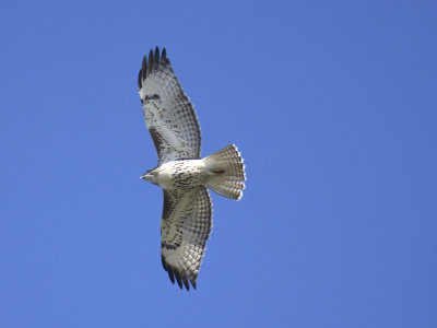 red-tailed hawk BRD5244.JPG