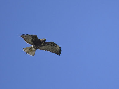 white-tailed hawk BRD5333.JPG