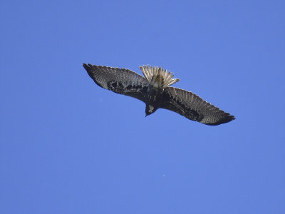 white-tailed hawk BRD5362.JPG