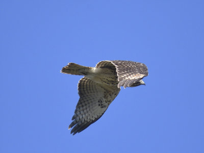 red-shouldered hawk BRD5886.JPG