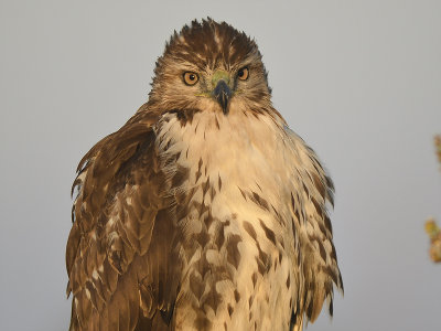 red-tailed hawk BRD5728.JPG