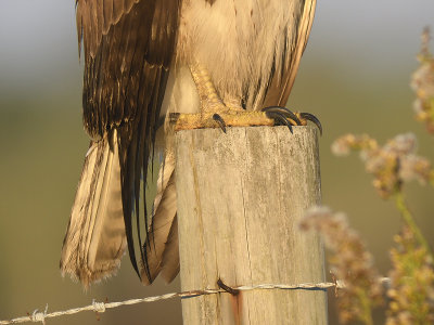 red-tailed hawk BRD5733.JPG