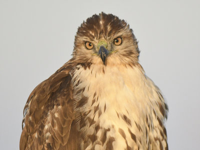 red-tailed hawk BRD5738.JPG