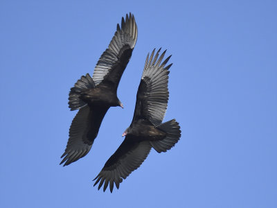turkey vulture BRD5836.JPG