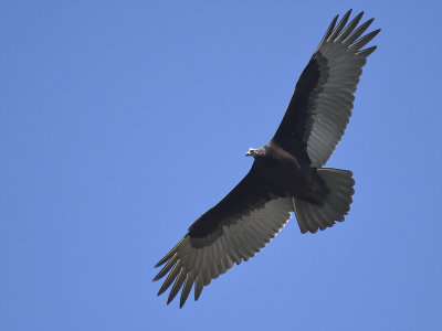 turkey vulture BRD5848.JPG