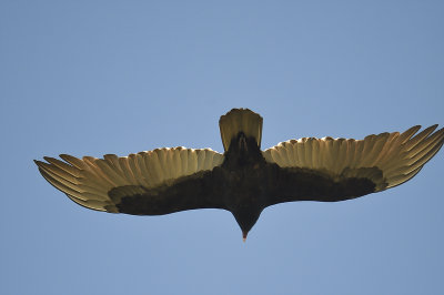 turkey vulture BRD5956.JPG