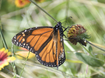 monarch butterfly BRD6125.JPG