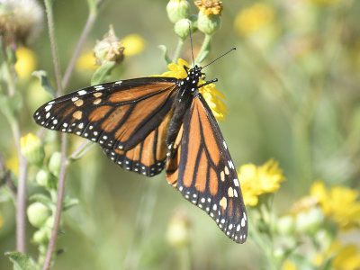 monarch butterfly BRD6138.JPG