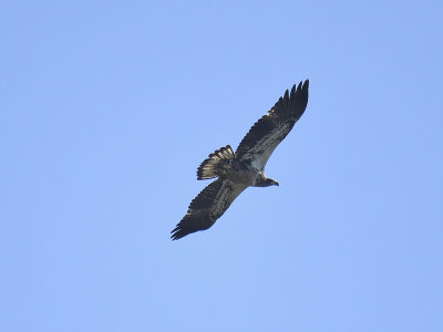 bald eagle BRD6286.JPG