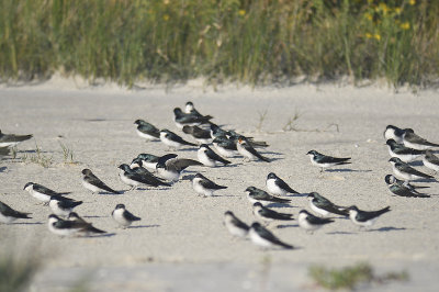 tree swallow BRD6488.JPG