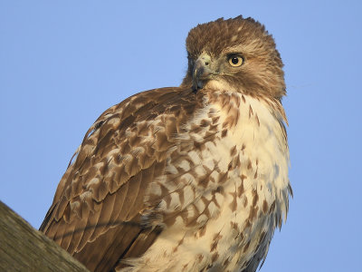 red-tailed hawk BRD6644.JPG