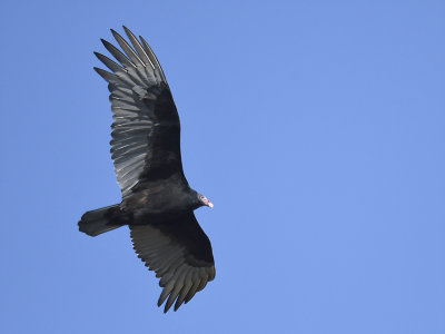 turkey vulture BRD6728.JPG