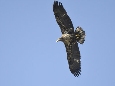 bald eagle BRD6648.JPG