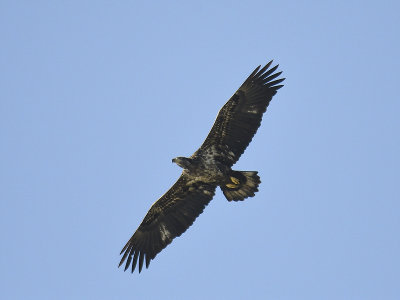 bald eagle BRD6653.JPG