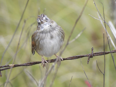 swamp sparrow BRD7221.JPG