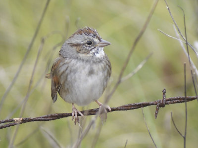 swamp sparrow BRD7225.JPG