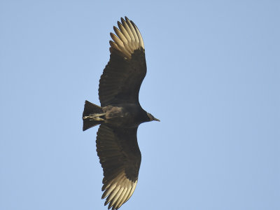 black vulture BRD6922.JPG