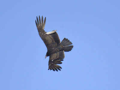 turkey vulture BRD6929.JPG