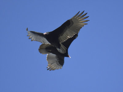 turkey vulture BRD7181.JPG