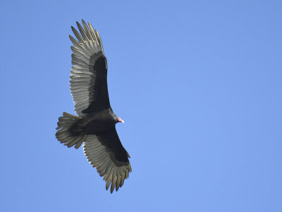 turkey vulture BRD7187.JPG