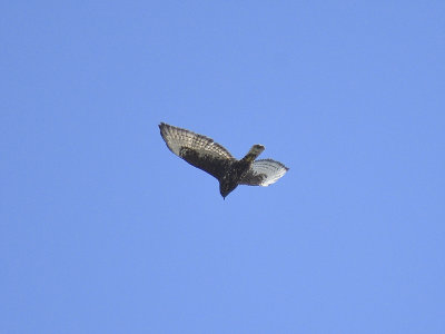 broad-winged hawk dark BRD6981.JPG