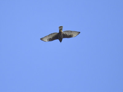 broad-winged hawk dark BRD6977.JPG