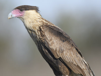 crested caracara BRD7263.JPG