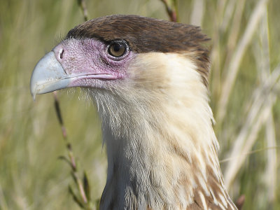 crested caracara BRD7273.JPG