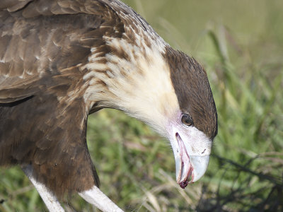 crested caracara BRD7280.JPG
