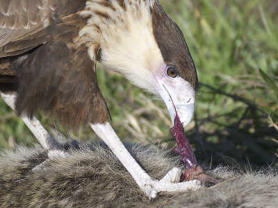 crested caracara BRD7282.JPG