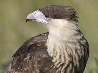 crested caracara BRD7288.JPG