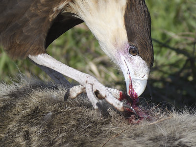 crested caracara BRD7289.JPG