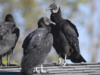 black vulture BRD7292.JPG
