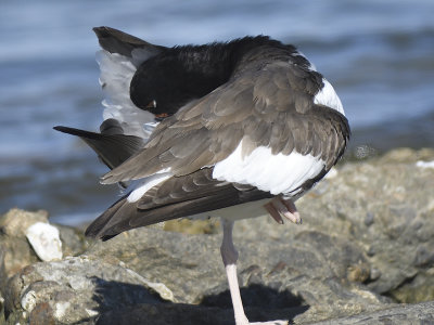 american oystercatcher BRD7365.JPG