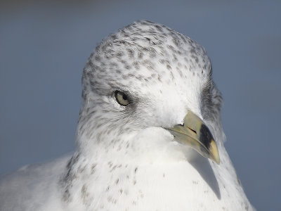 ring-billed gull BRD7401.JPG