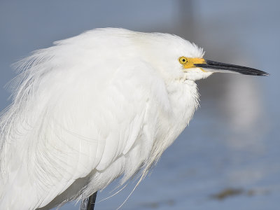 snowy egret BRD7396.JPG