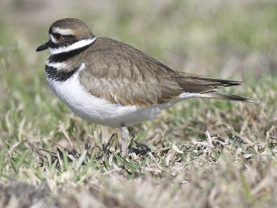 killdeer BRD7467.JPG