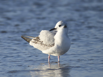 bonaparte's gull BRD7487.JPG