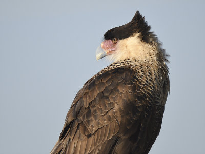 crested caracara BRD7502.JPG
