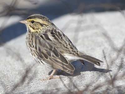 savannah sparrow BRD7542.JPG