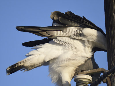 white-tailed hawk BRD7556.JPG