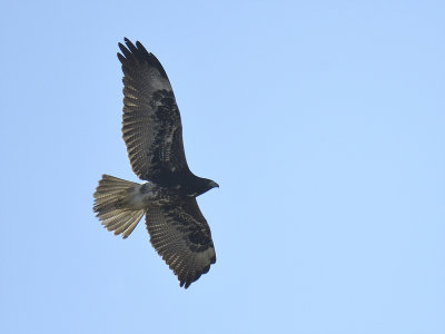 white-tailed hawk BRD7575.JPG