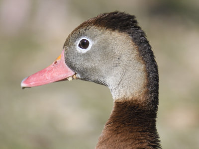 black-bellied whistling duck BRD7665.JPG
