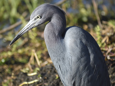 little blue heron BRD7789.JPG