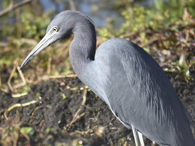 little blue heron BRD7850.JPG