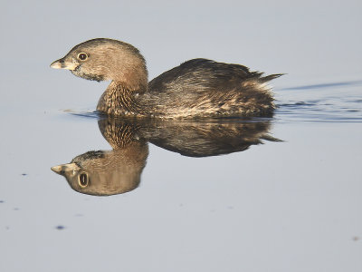 pied-billed grebe BRD7784.JPG