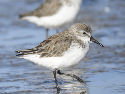 western sandpiper BRD8089.JPG