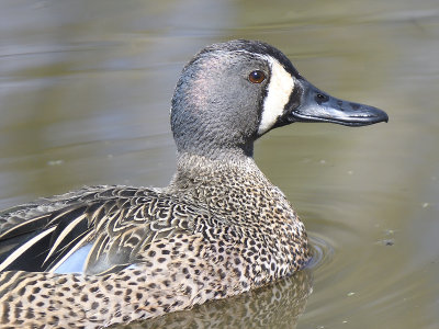 blue-winged teal BRD8150.JPG