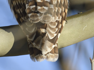 barred owl BRD8193.JPG